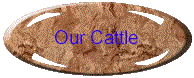 Our Cattle