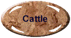 Our Cattle