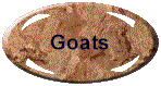 Our Goats